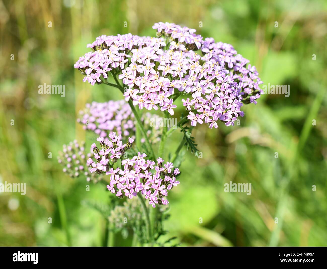 Pink common yarrow wildflower Achillea millefolium growing in i field Stock Photo