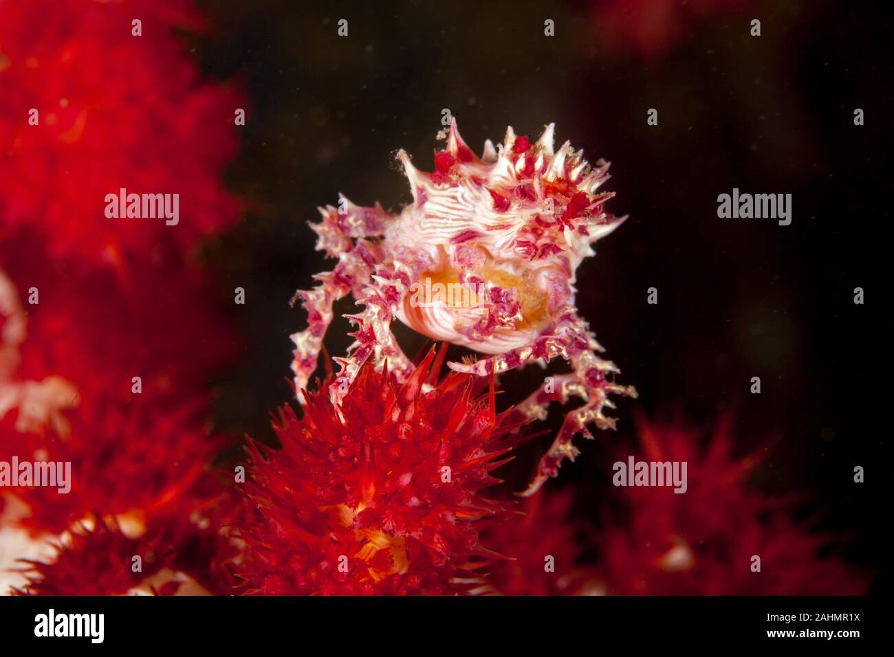 Dendronephthya Crab - Hoplophrys oatesii Stock Photo