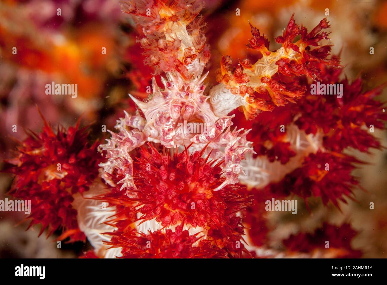 Dendronephthya Crab - Hoplophrys oatesii Stock Photo