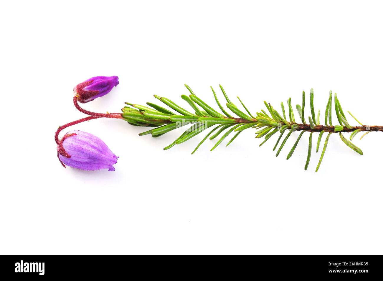 Purple mountain heather Phyllodoce caerulea flowering on white background Stock Photo