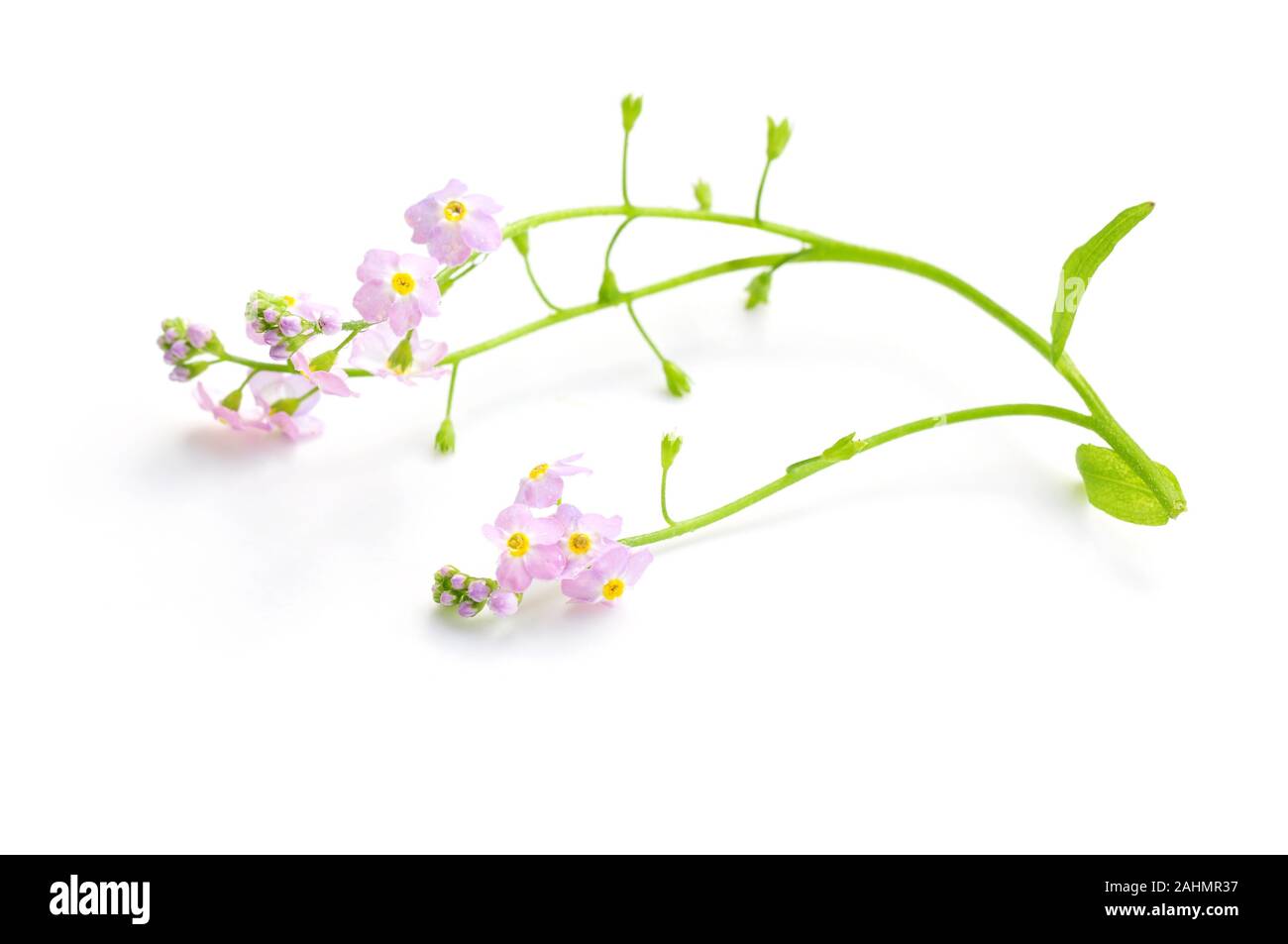 Pink bay forget-me-not Myosotis laxa isolated on white background Stock Photo