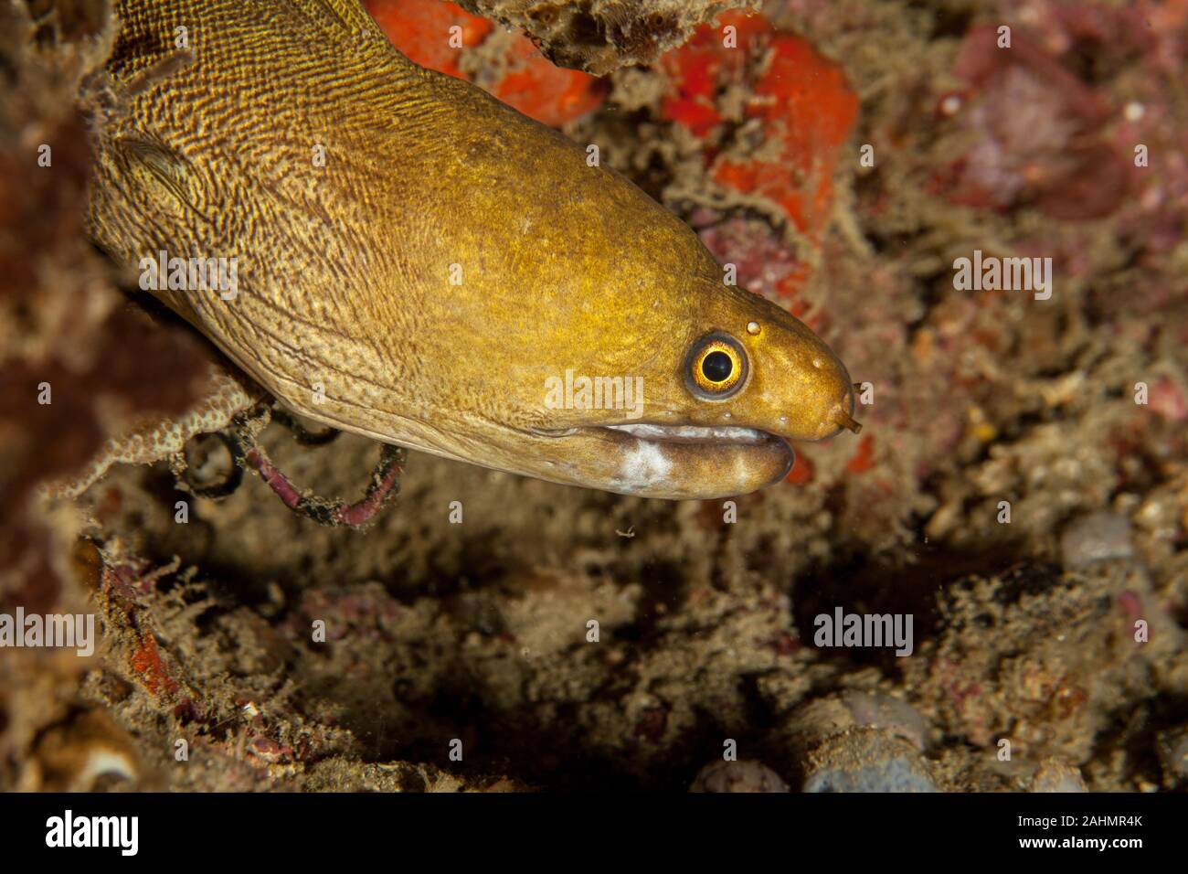 Moray Eel Gymnothorax Stock Photo Alamy