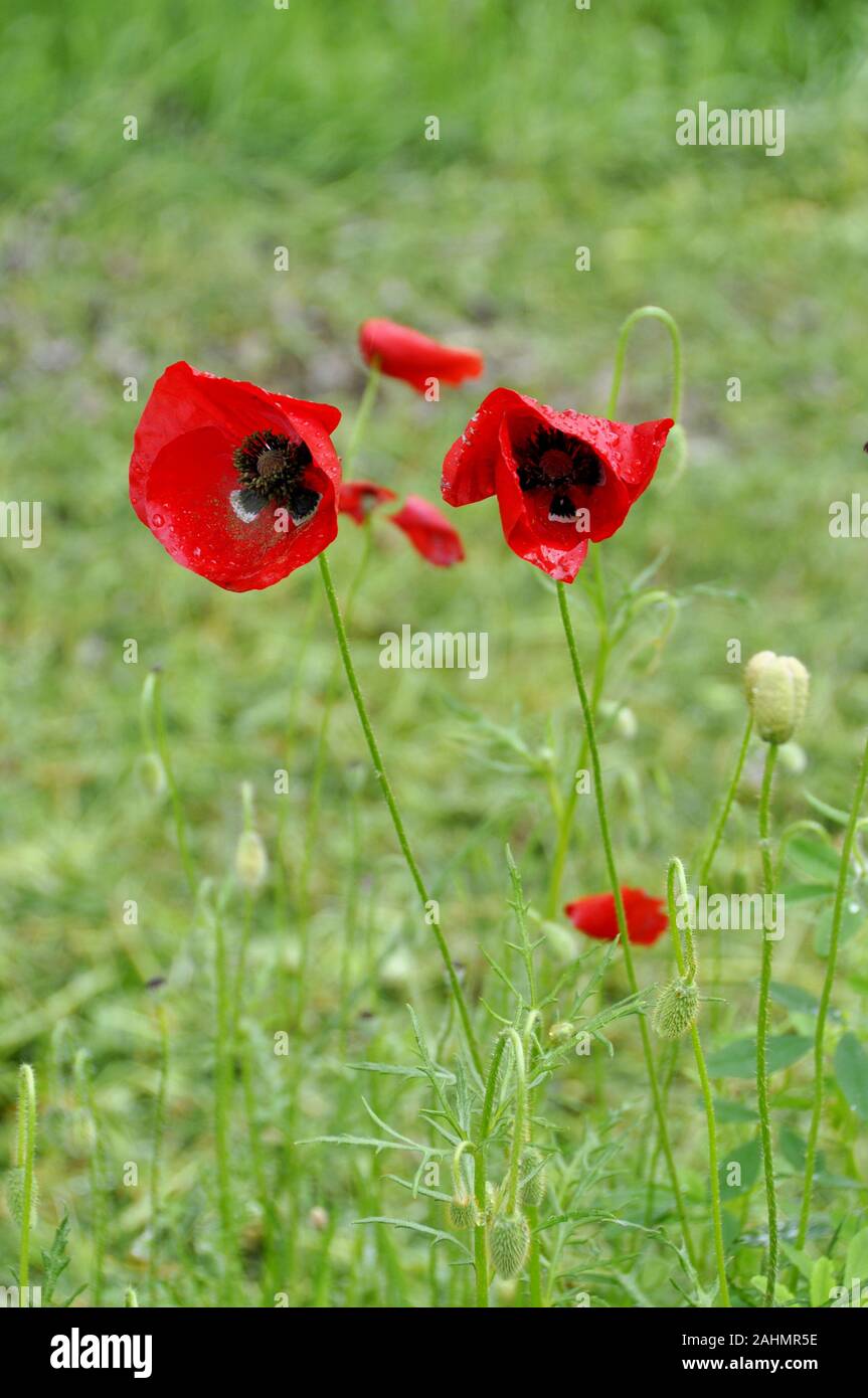 Red poppies black field hi-res stock photography and images - Alamy