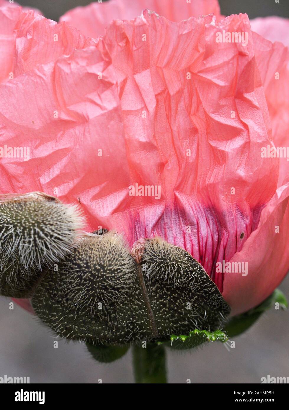Closeup on a pink oriental poppy petals Stock Photo