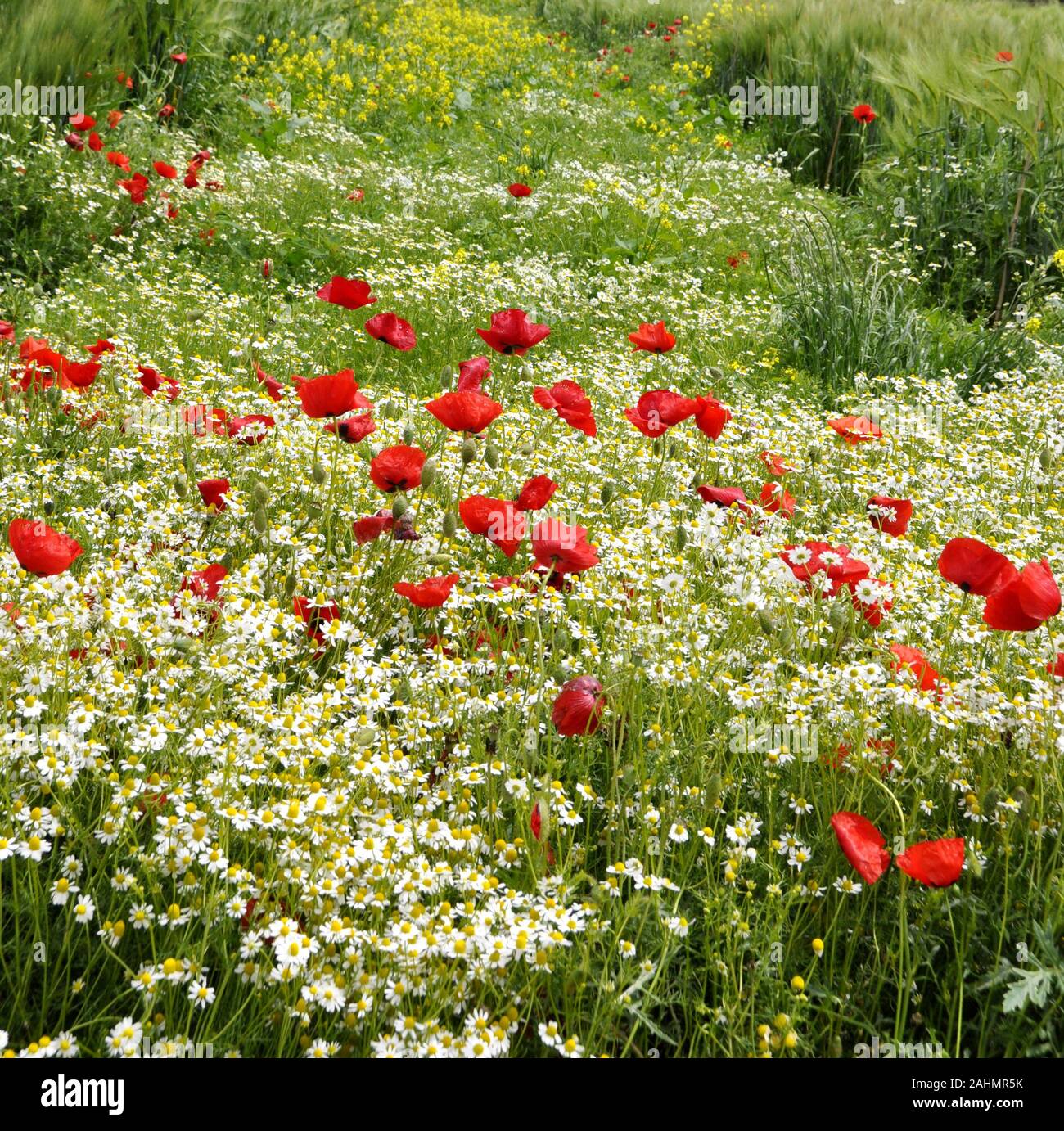 Red poppies black field hi-res stock photography and images - Alamy