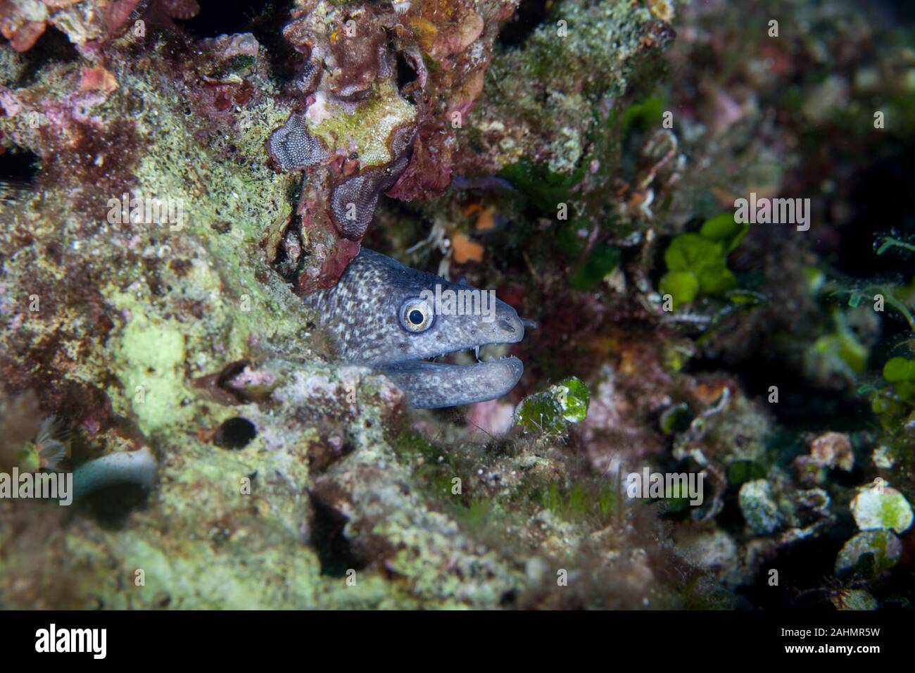 The Mediterranean moray, sometimes also called Roman eel, Muraena