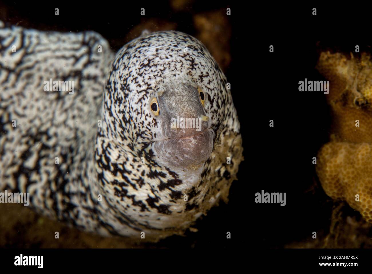 white Moray eel Stock Photo