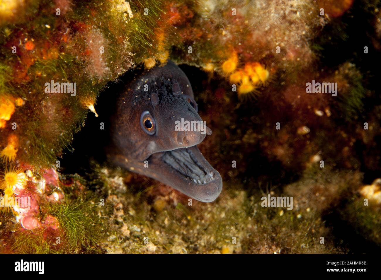 The Mediterranean moray, sometimes also called Roman eel, Muraena