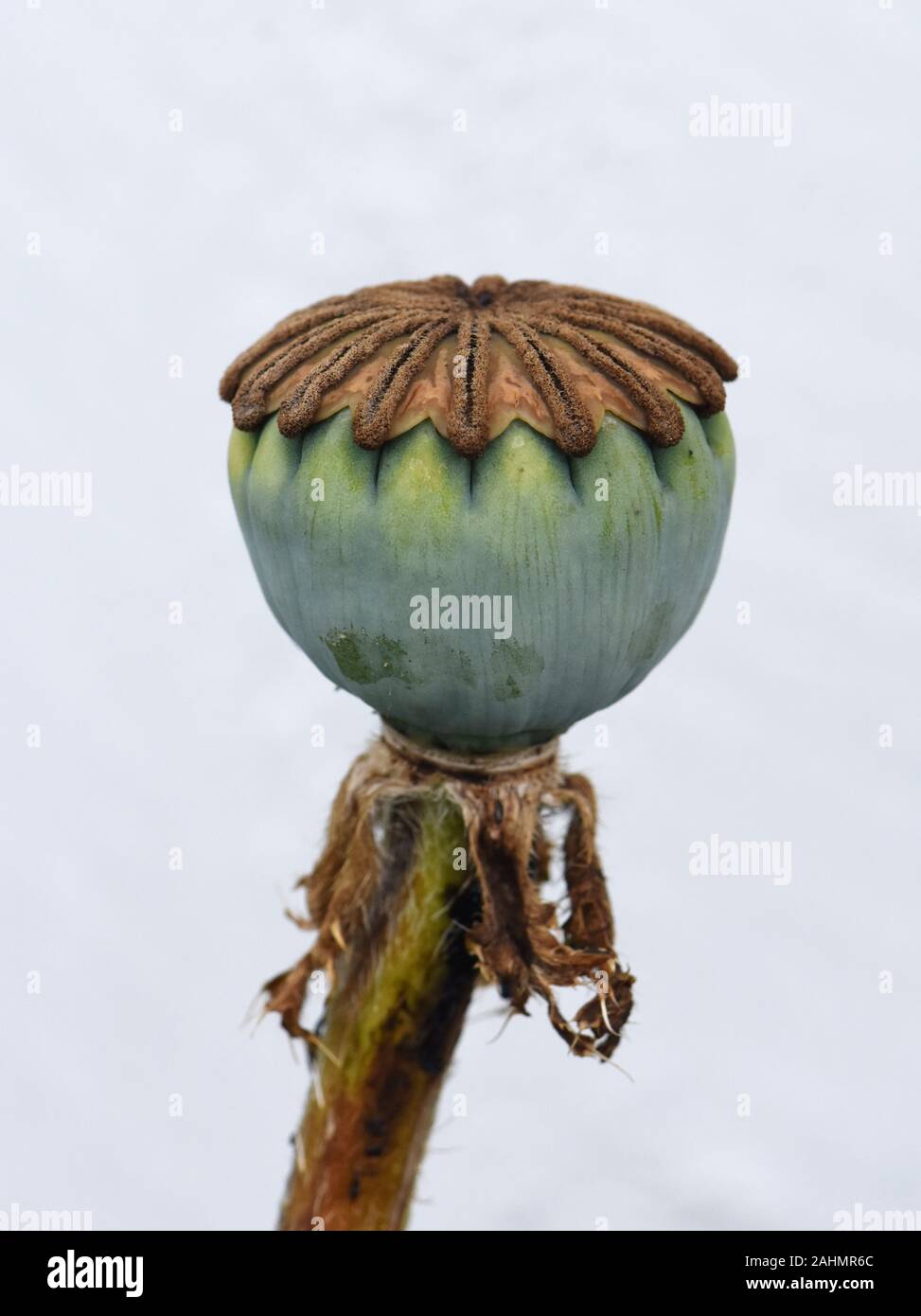 Poppy seed dispersal hires stock photography and images Alamy