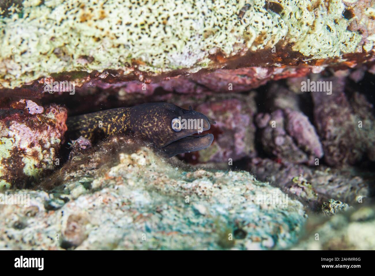 The Mediterranean moray, sometimes also called Roman eel, Muraena
