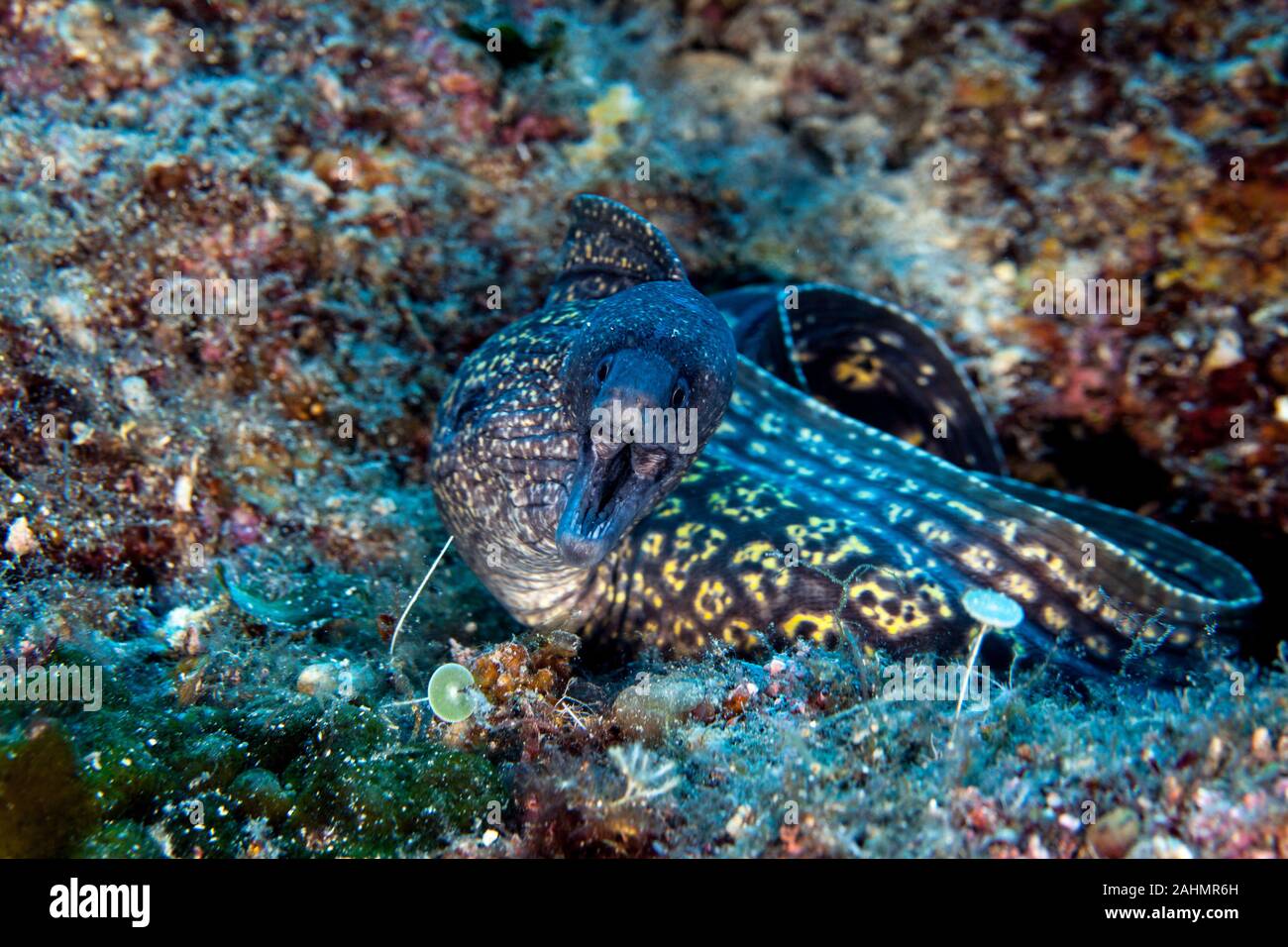 The Mediterranean moray, sometimes also called Roman eel, Muraena