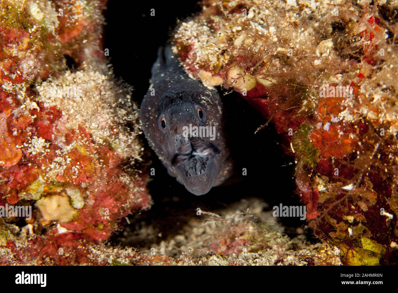 The Mediterranean moray, sometimes also called Roman eel, Muraena