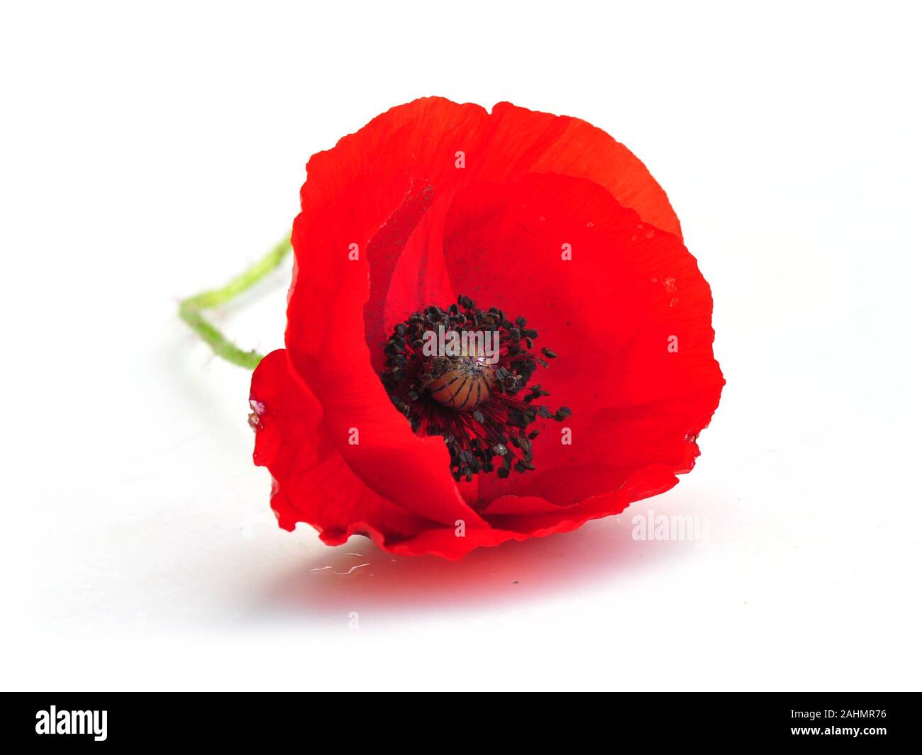 Red poppy flower isolated on white background Stock Photo - Alamy