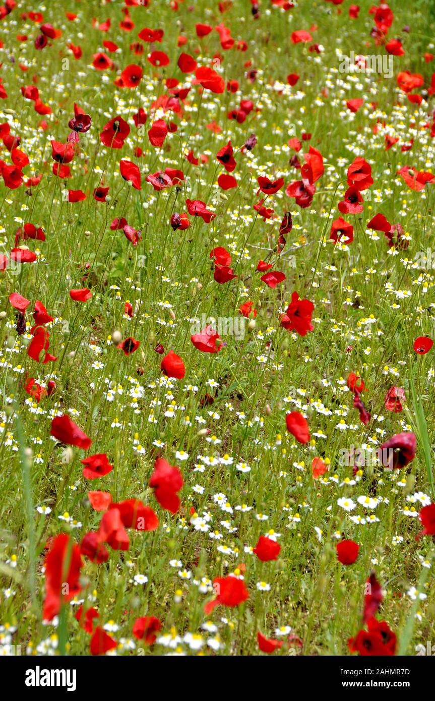 Red poppies black field hi-res stock photography and images - Alamy