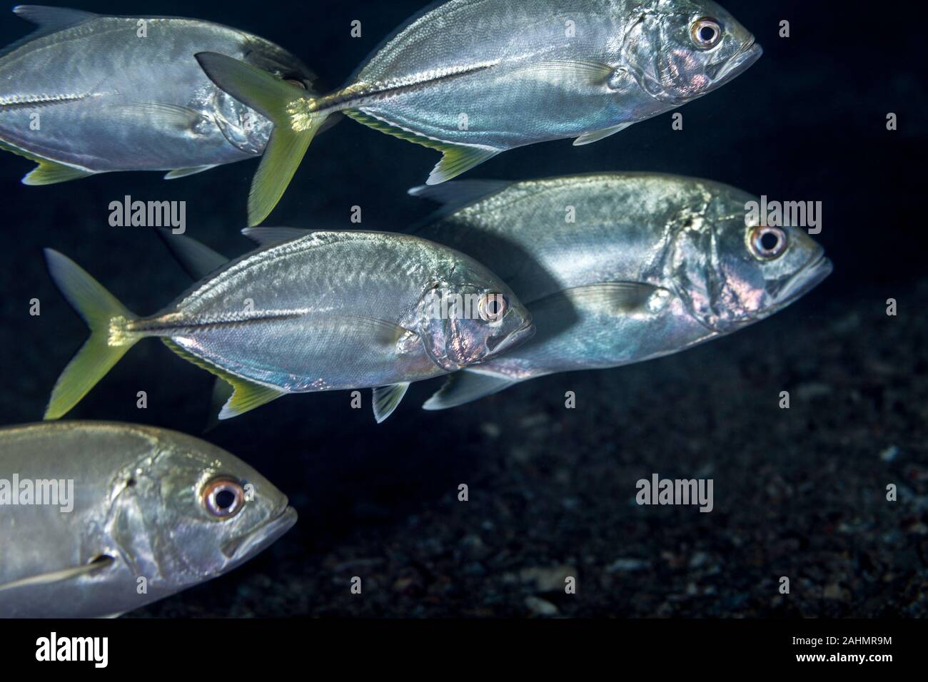 Jack Fish, Carangidae Stock Photo Alamy