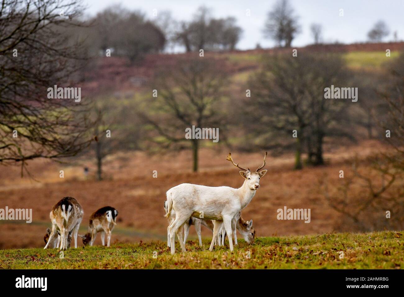 Deer are seen grazing on a cold bright morning in Bradgate Park, Leicestershire. Stock Photo