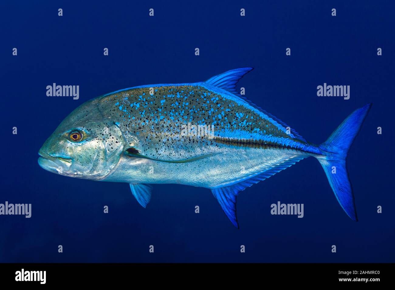 Bluefin Trevally - Caranx melampygus Stock Photo