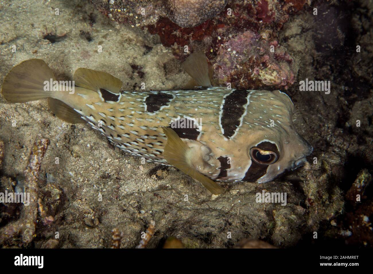 Black blotched Porcupinefish - Diodon liturosus Stock Photo