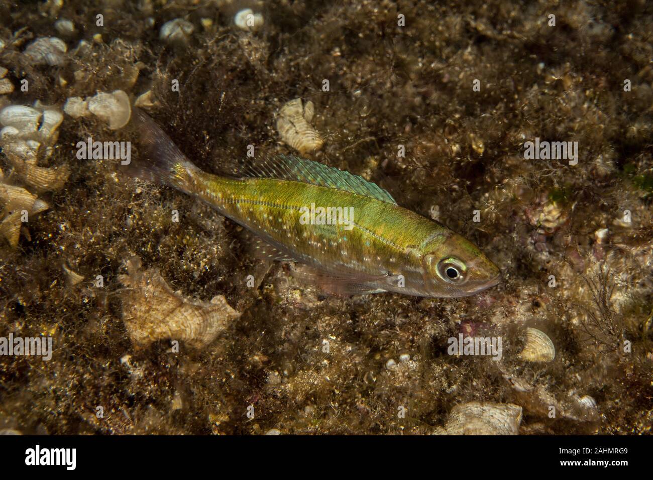 Spicara maena, the blotched picarel, is a species of ray-finned fish Stock Photo