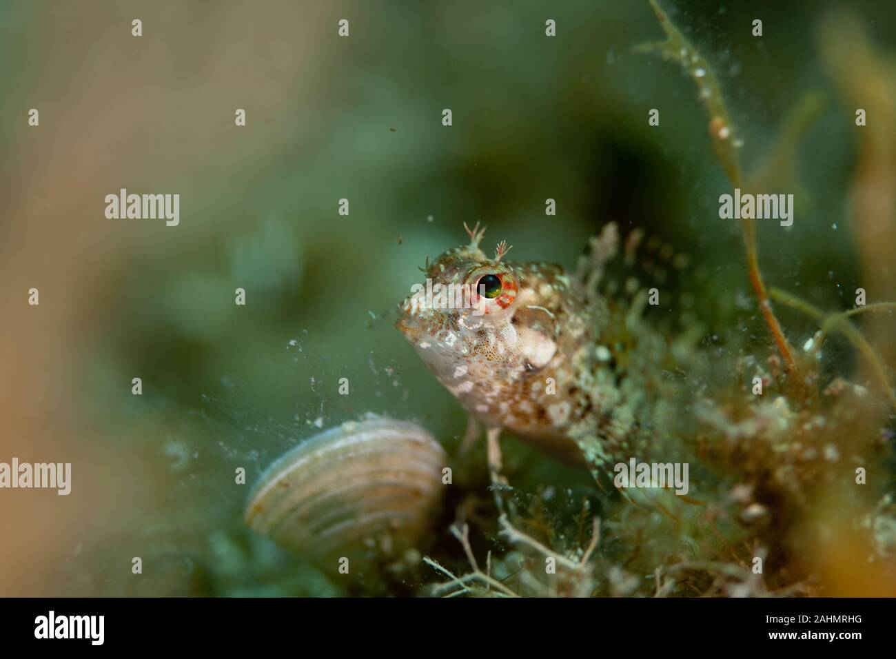 yellow black faced blenny, Tripterygion delaisi Stock Photo Alamy