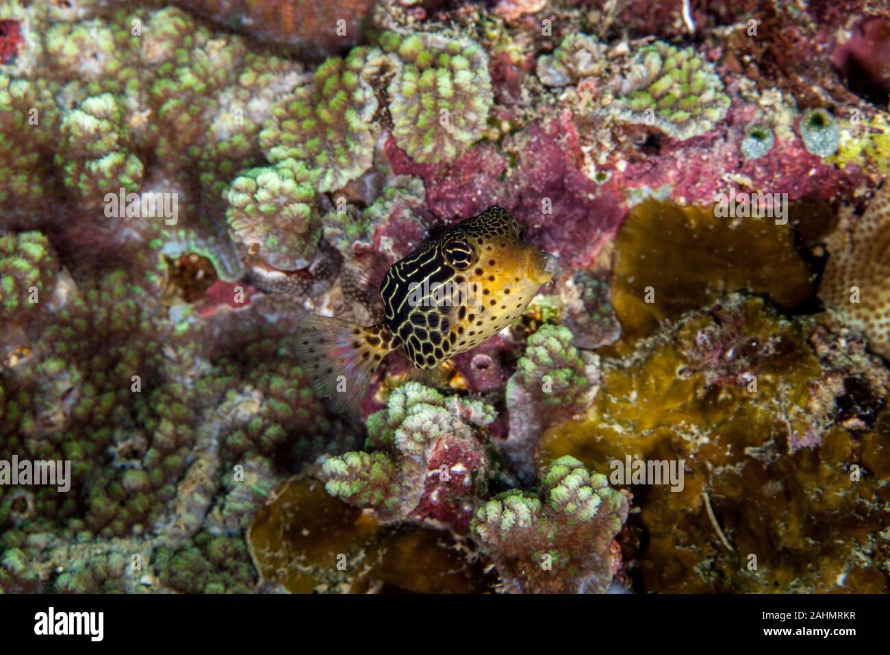 Striped Boxfish - Ostracion solorensis Stock Photo
