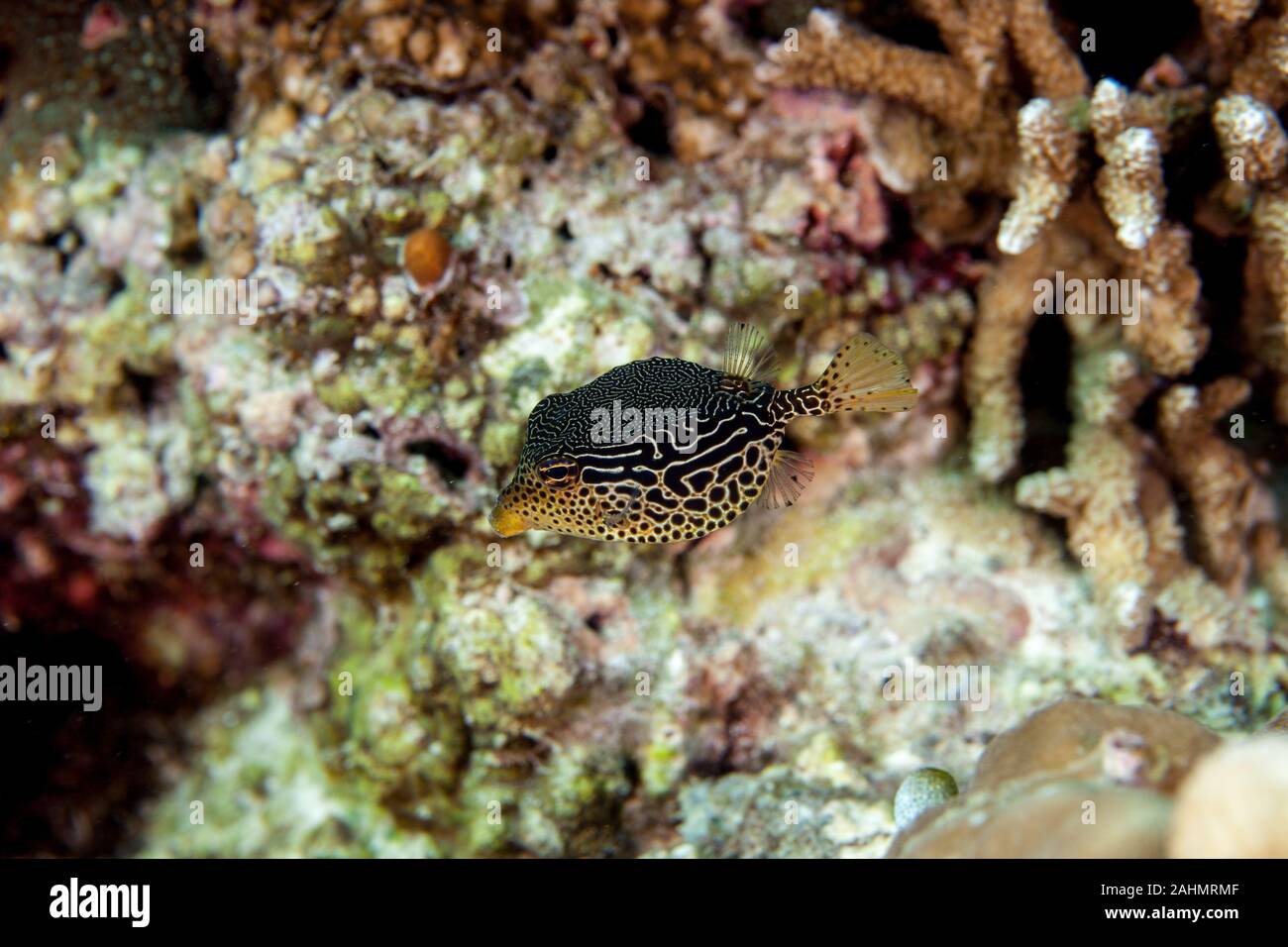 Striped Boxfish - Ostracion solorensis Stock Photo