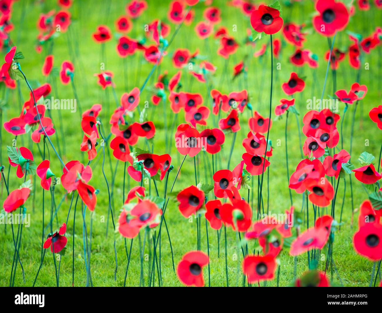 Appeal red symbol remembrance hires stock photography and images Alamy