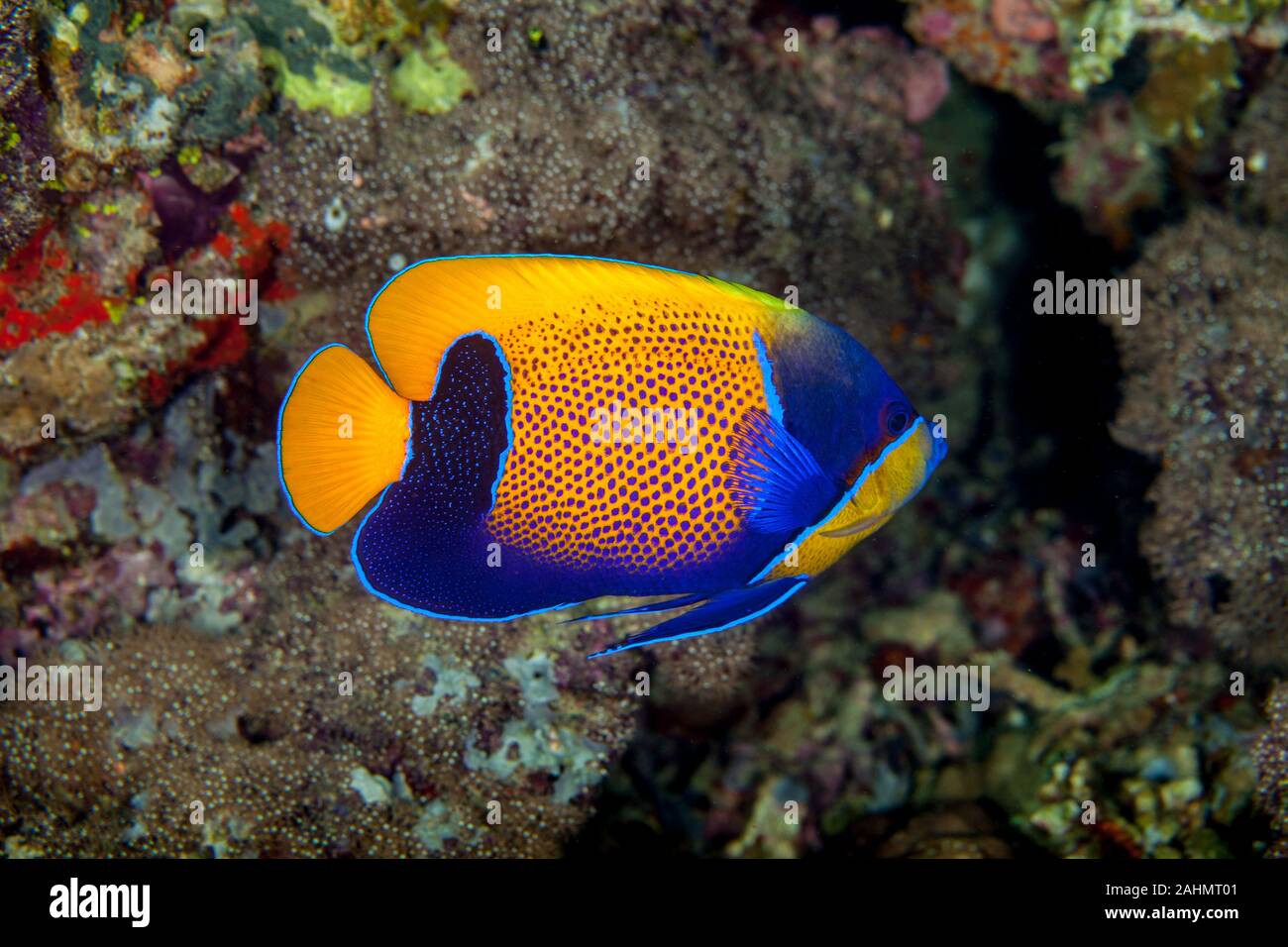 Pomacanthus navarchus, the blue-girdled angelfish or majestic angelfish Stock Photo