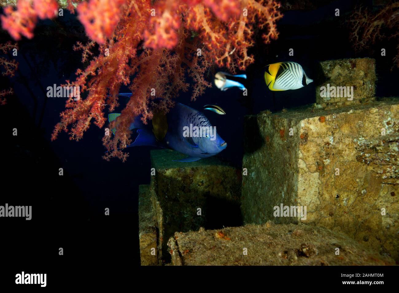 Angelfish, Pomacanthus maculosus, and Threadfin butterflyfish, Chaetodon auriga Stock Photo