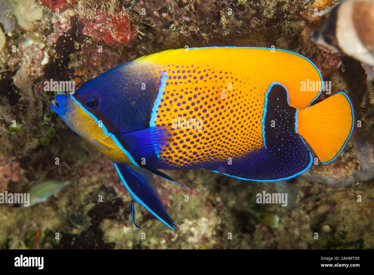 Pomacanthus navarchus, the blue-girdled angelfish or majestic angelfish Stock Photo