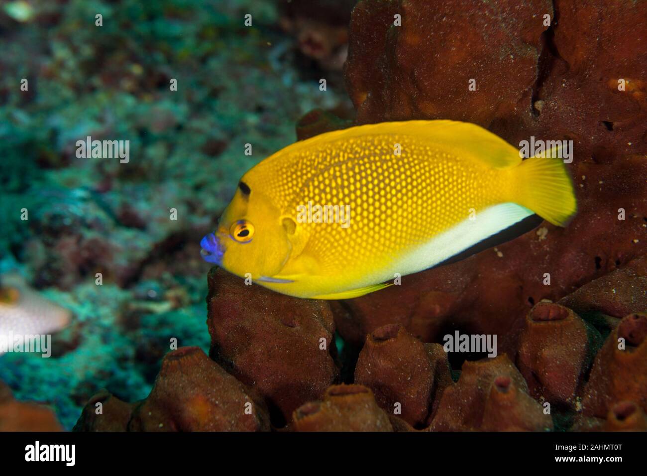 Apolemichthys trimaculatus, also known as the threespot angelfish Stock Photo