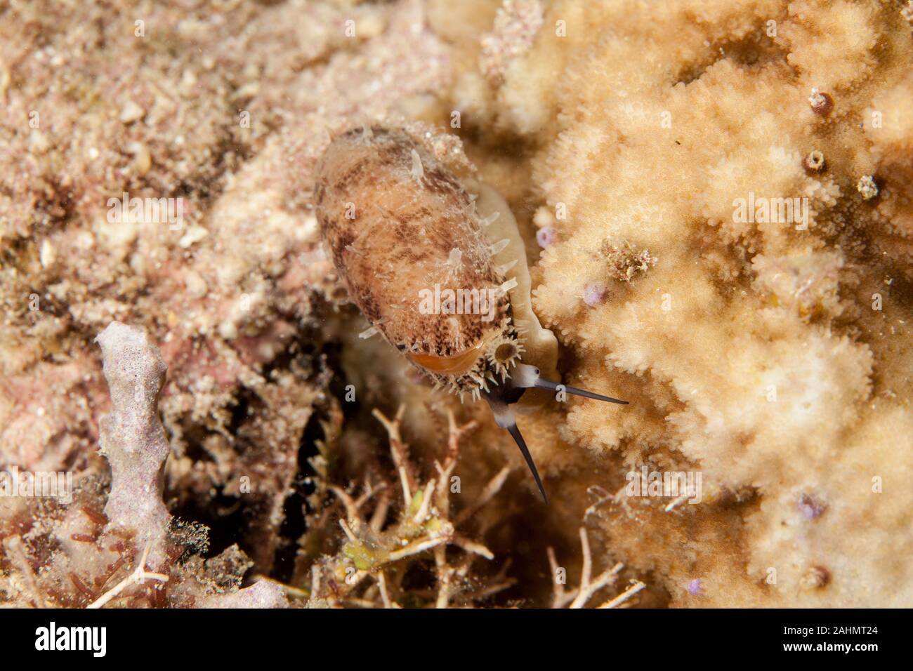 Muricoidea Olividae Sea Snails Stock Photo Alamy Muricoidea Olividae Sea Snails Stock Photo Alamy