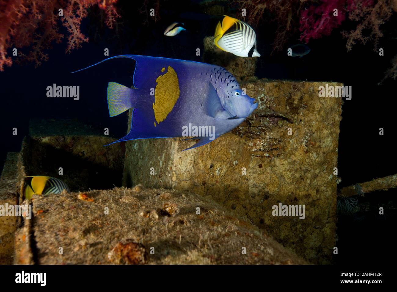 Angelfish, Pomacanthus maculosus, and Threadfin butterflyfish