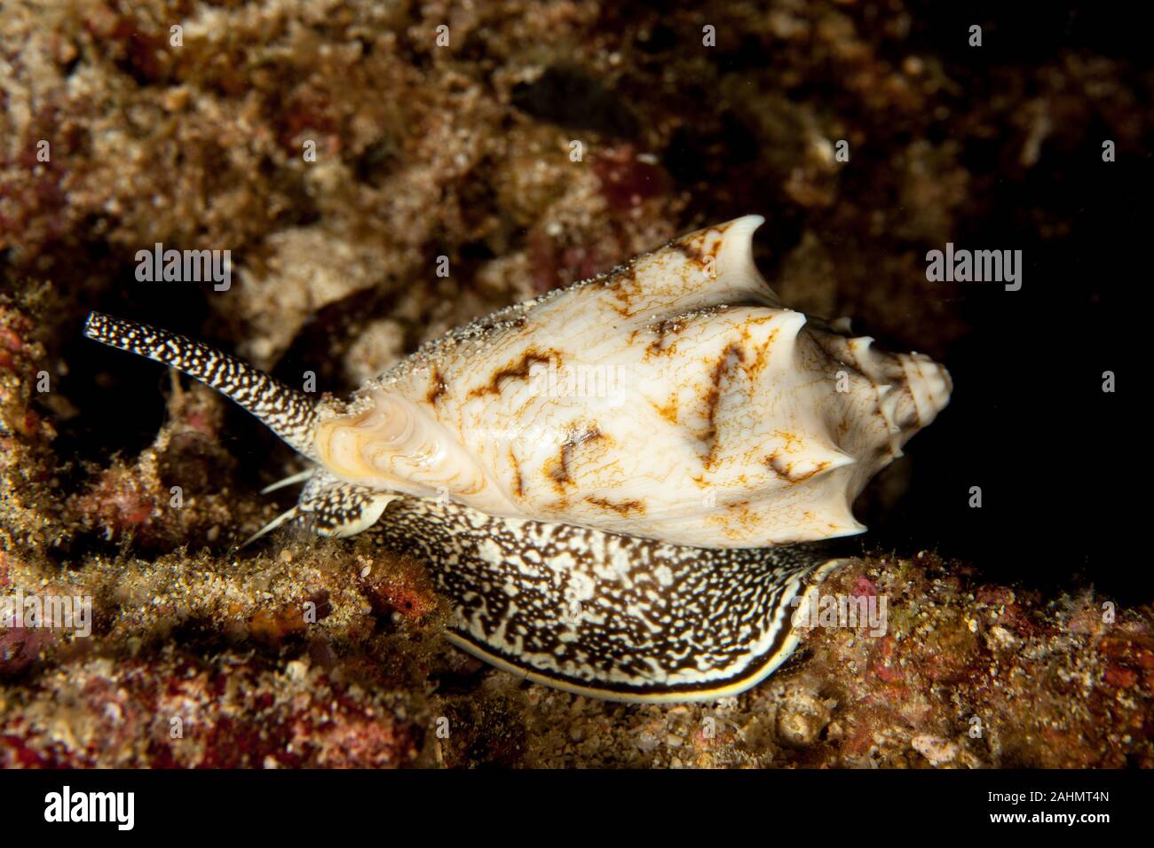Cymbiola vespertilio sea snails Stock Photo