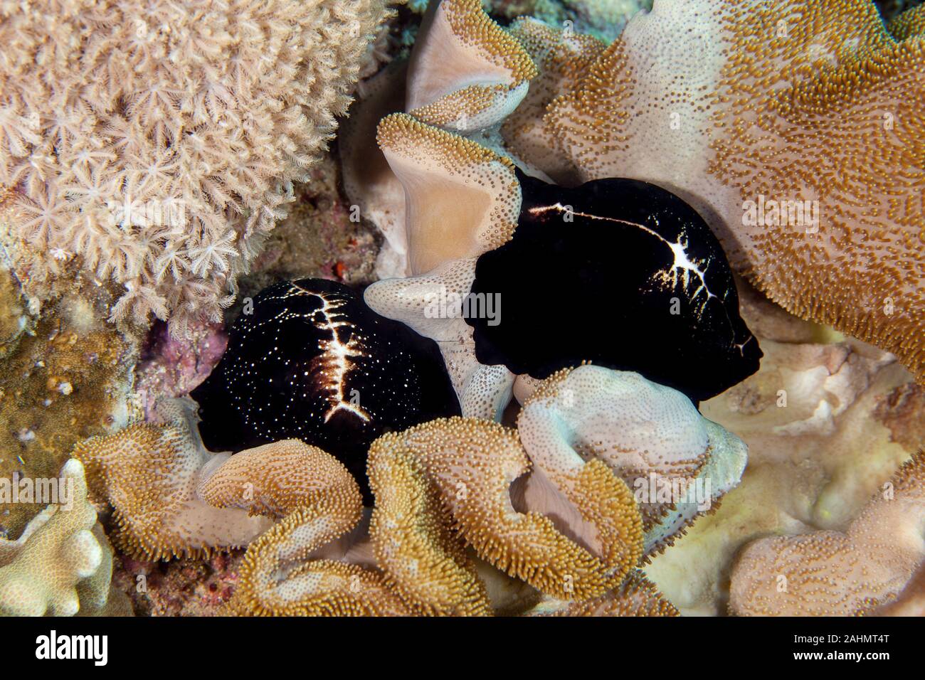 Ovula ovum Cypraeidae cowry sea snails Stock Photo