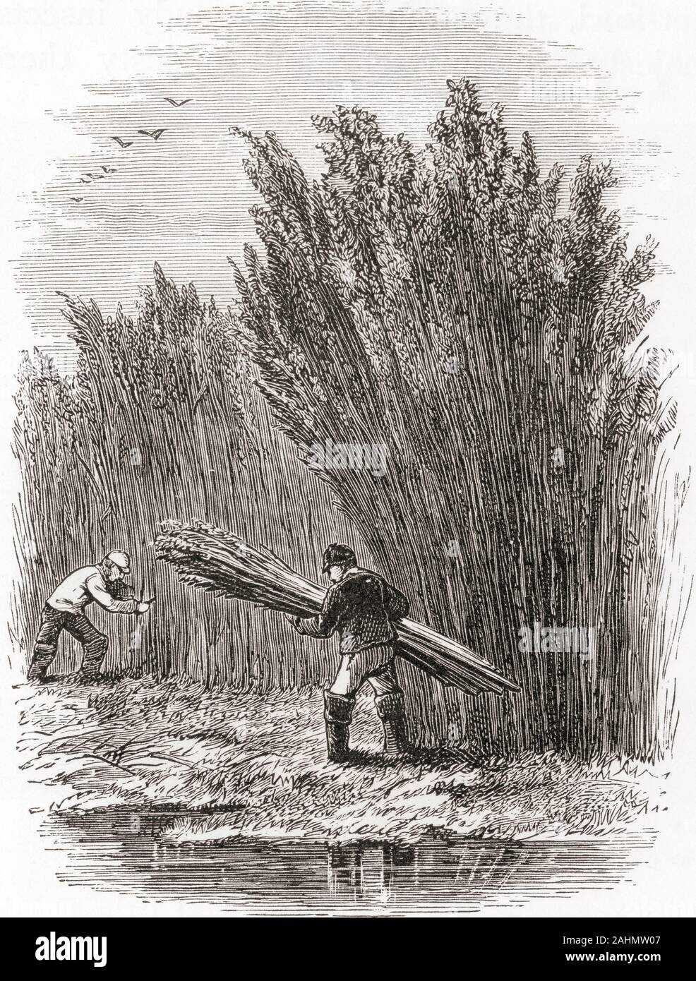 Cutting reeds or sedge for thatch in the Fens in the 19th century. The ...