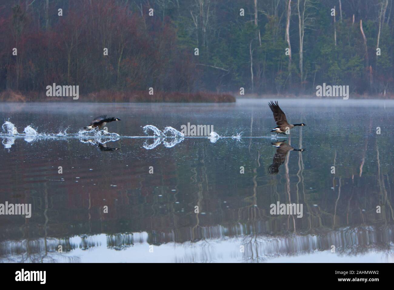 Two Canadian Geese taking flight on a brisk fall morning. Stock Photo