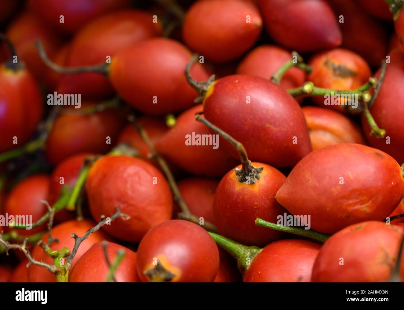 Tamarillo, eggshaped edible fruit, also called tree tomato, tomate de