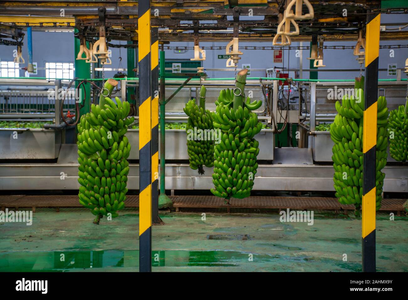 Banana factory on La Palma, Canary islands, Spain, once harvested, big