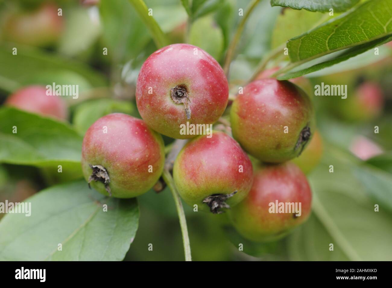 Malus 'Admiration' crab apple fruits in September. UK. Also called