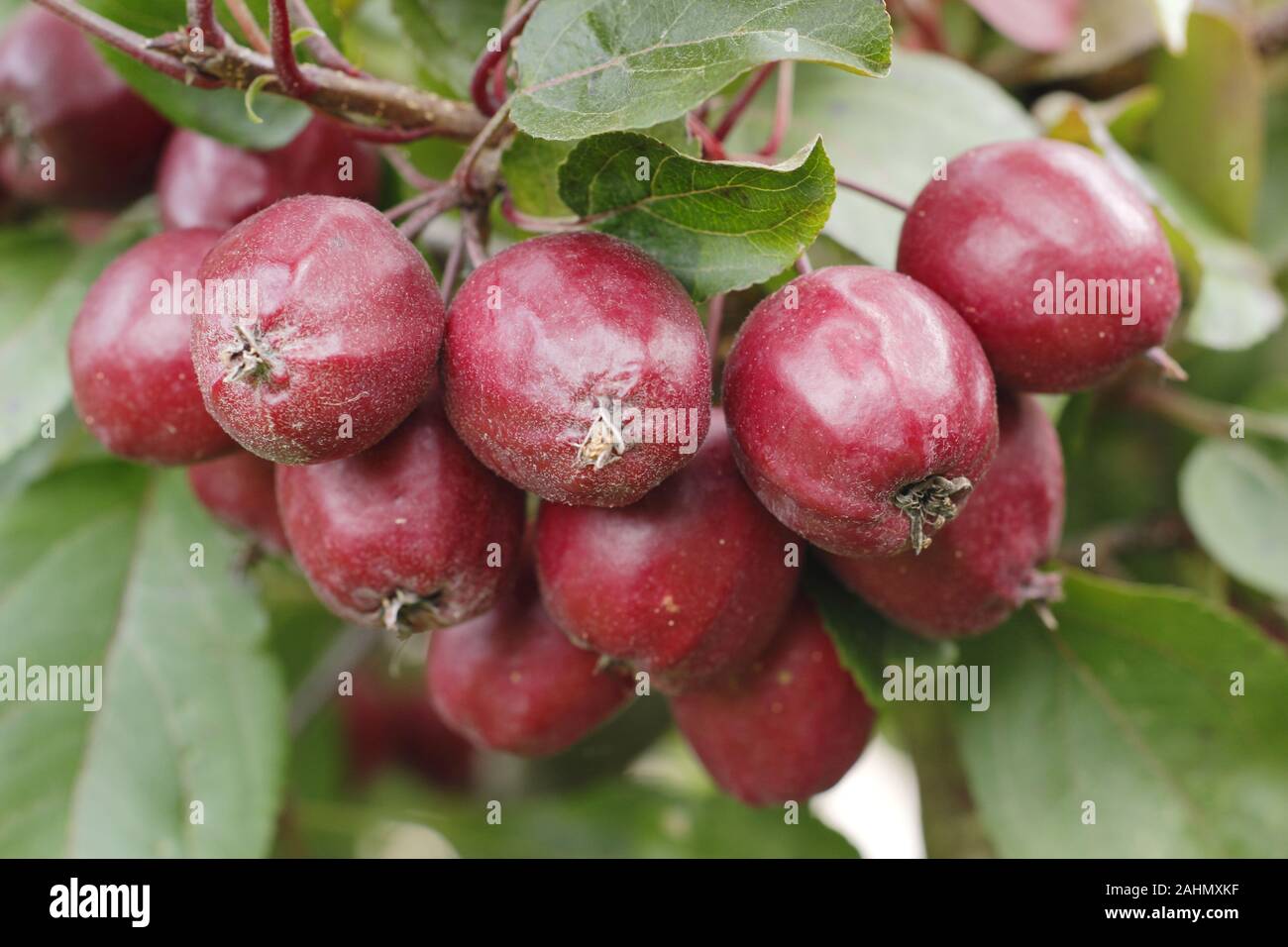 Malus 'Harry Baker' crab apples in late summer. UK. Stock Photo