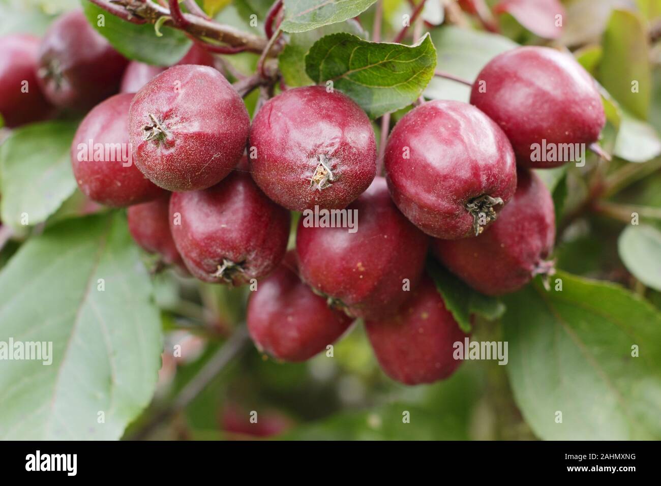 Malus 'Harry Baker' crab apples in late summer. UK. Stock Photo