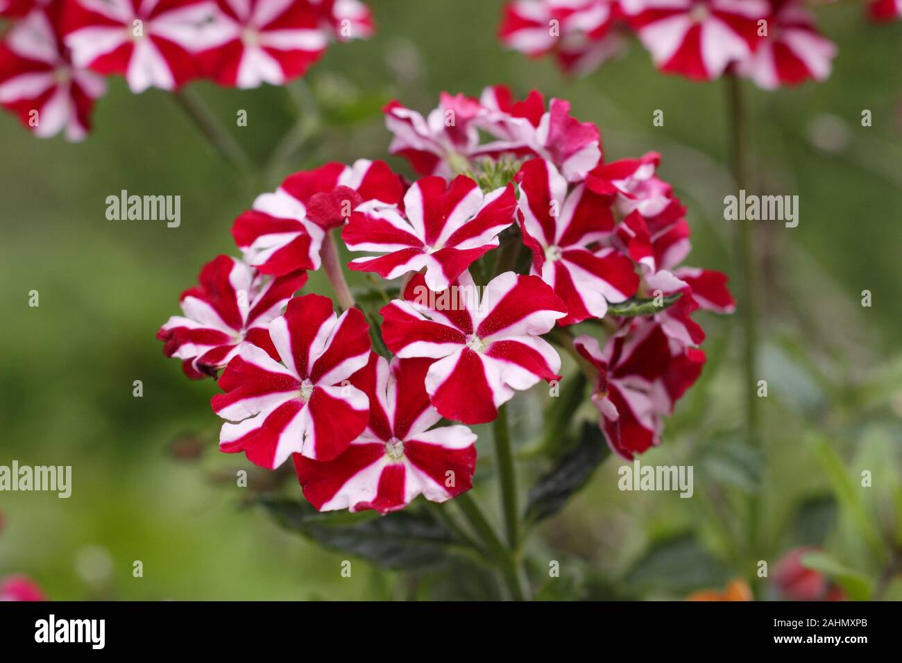 Trailing verbena hi-res stock photography and images - Alamy