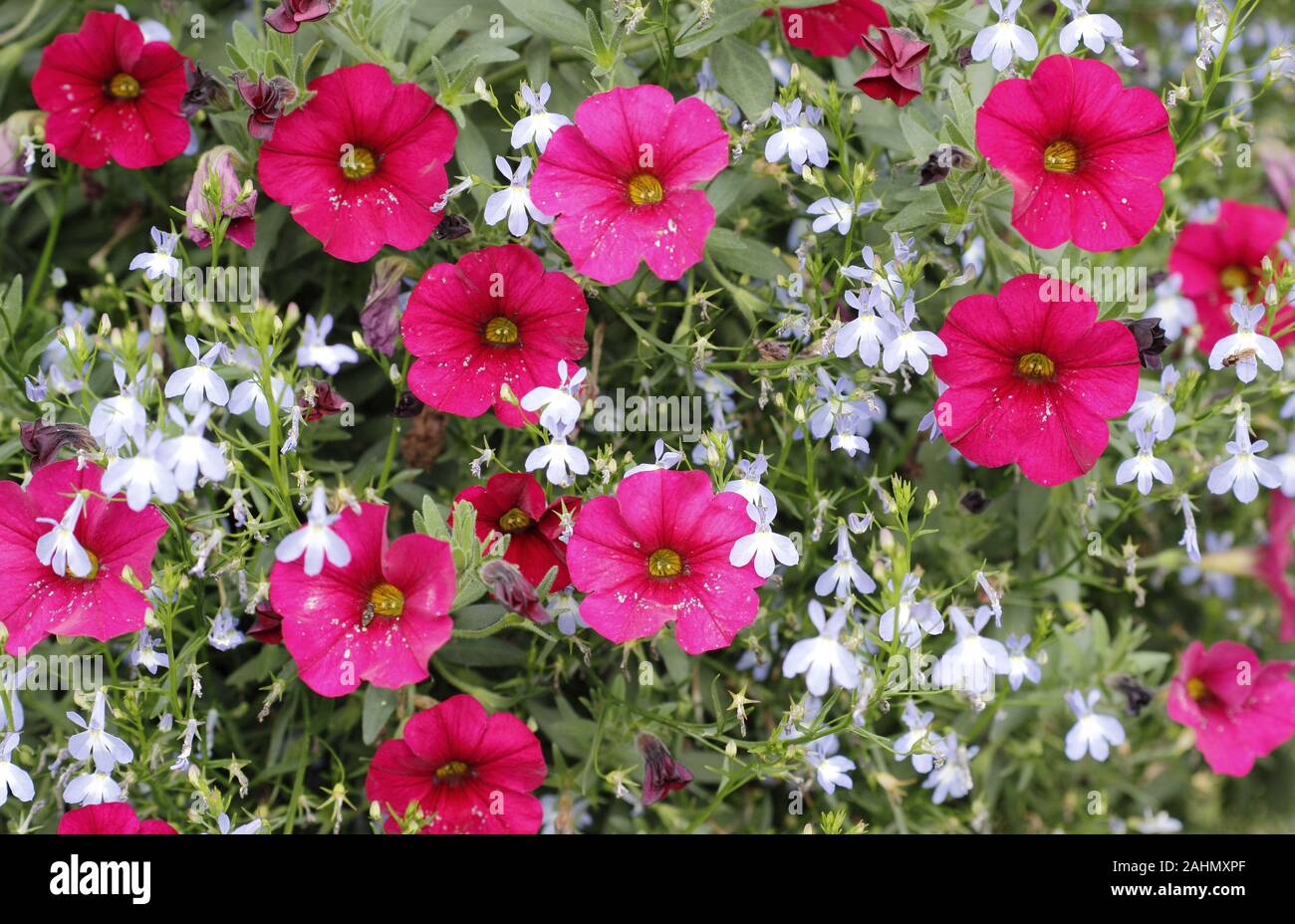 Petchoa Supercal 'Cherry Imp' and Lobelia erinus 'Waterfall Azure Mist'. Lobelia 'Azure Mist' (Waterfall serries) in a late summer hanging basket. UK Stock Photo