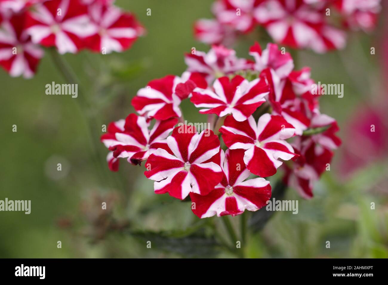 Verbena samira 'Deep Red Star', a fast growing trailing verbena