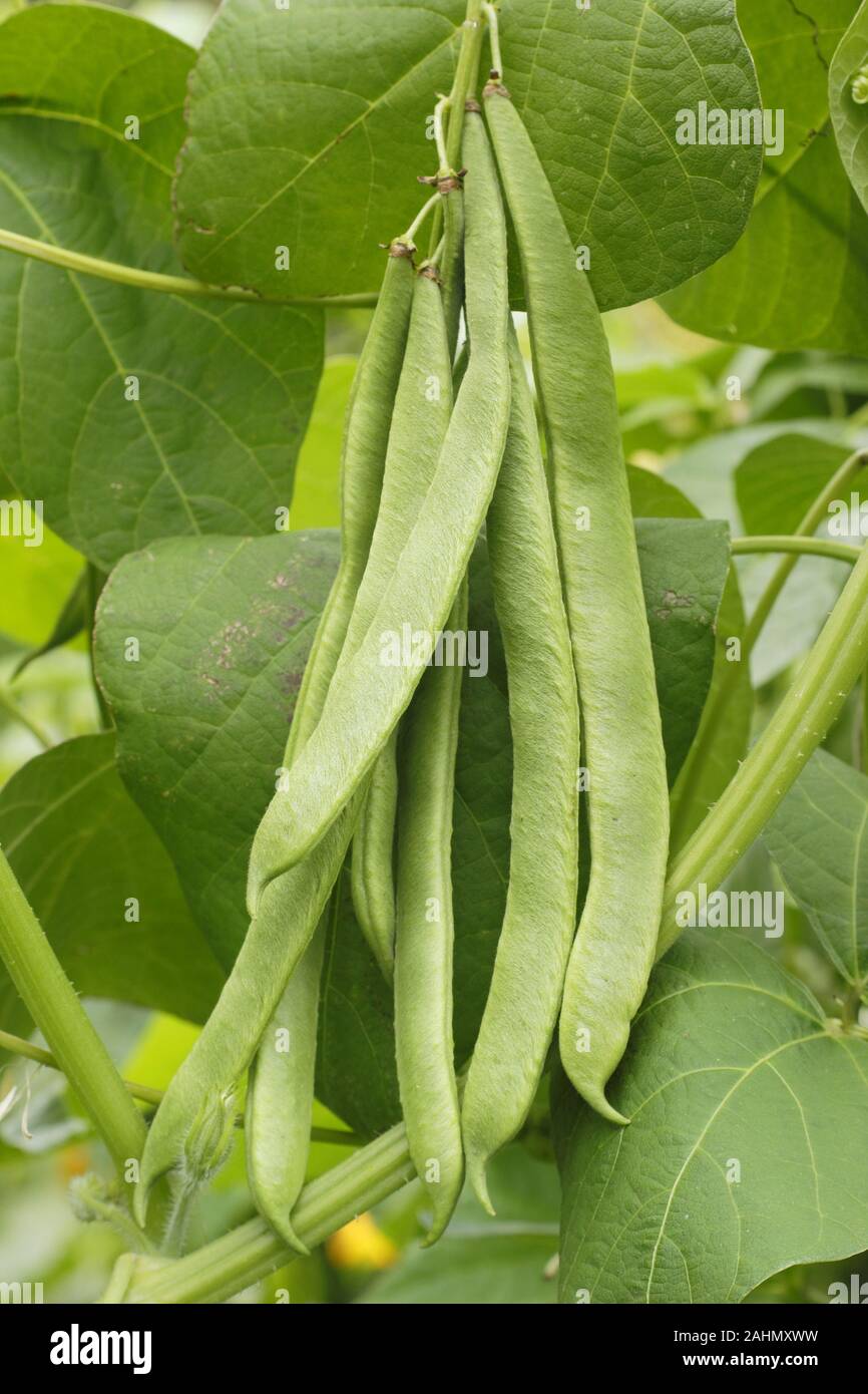 Phaseolus coccineus 'Moonlight' runner beans, a self pollinating bean