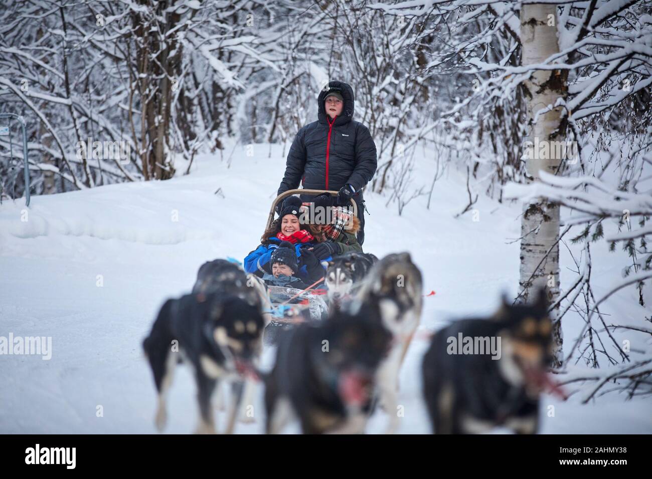 Finnish Rovaniemi a city in Finland and the region of Lapland Santa Park husky dog ride Stock Photo