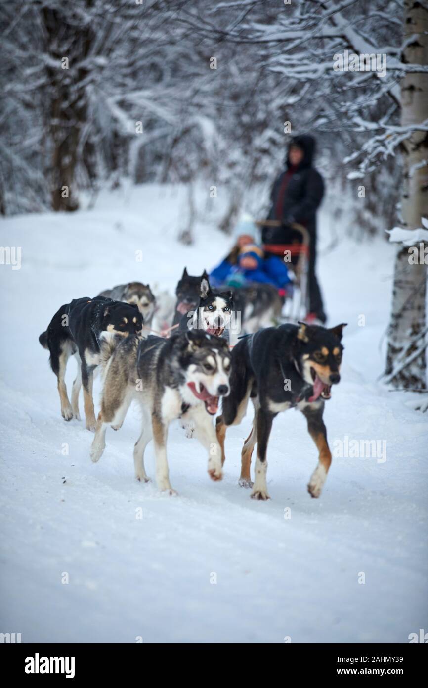 Huskies pulling cheap sleigh