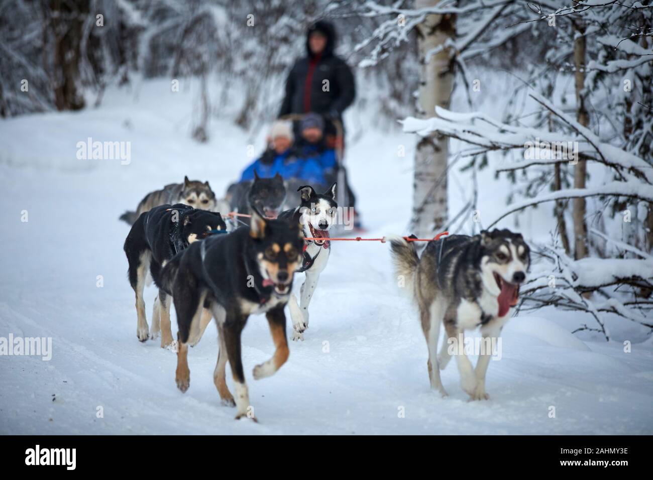 Finnish Rovaniemi a city in Finland and the region of Lapland Santa Park husky dog ride Stock Photo