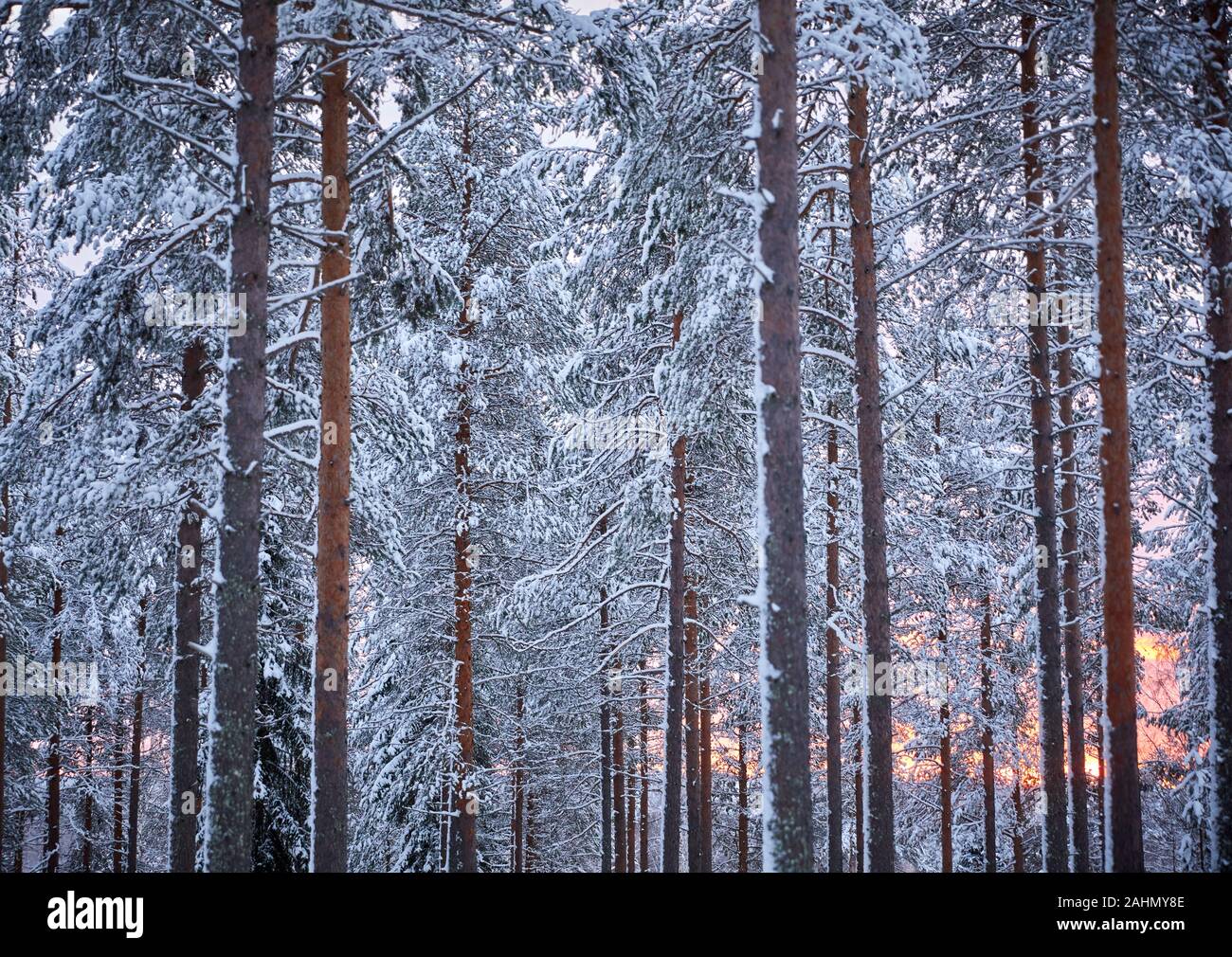 Finnish Rovaniemi a city in Finland and the region of Lapland Santa Park forest Stock Photo